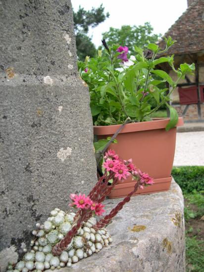 2004-06-25-Joubarde-en-fleur-2.jpg